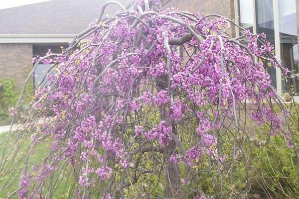 Redbud Tree Lavender Twist&reg; 15 Gallon