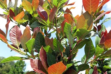 Blackgum 'Wildfire' 5 Gallon