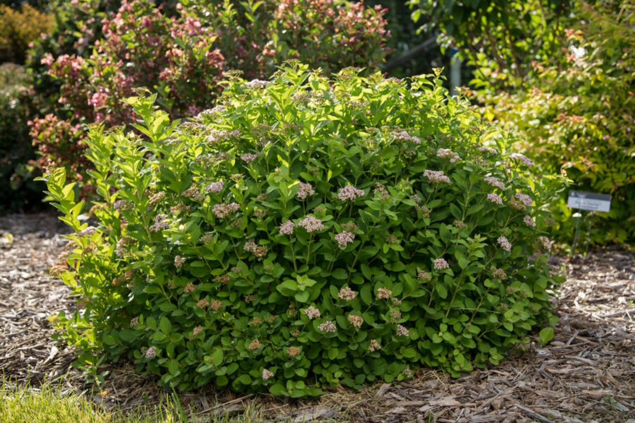 Birchleaf Spirea Pink Sparkler&trade; 3 Gallon