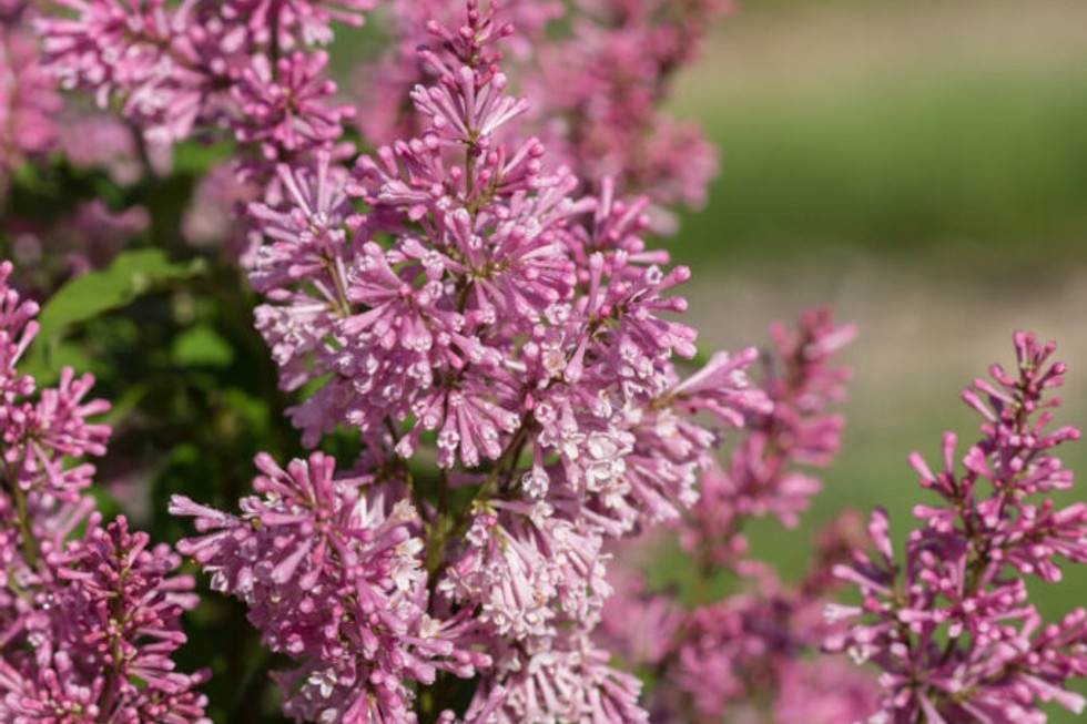 Lilac Pinktini&trade; 3 Gallon