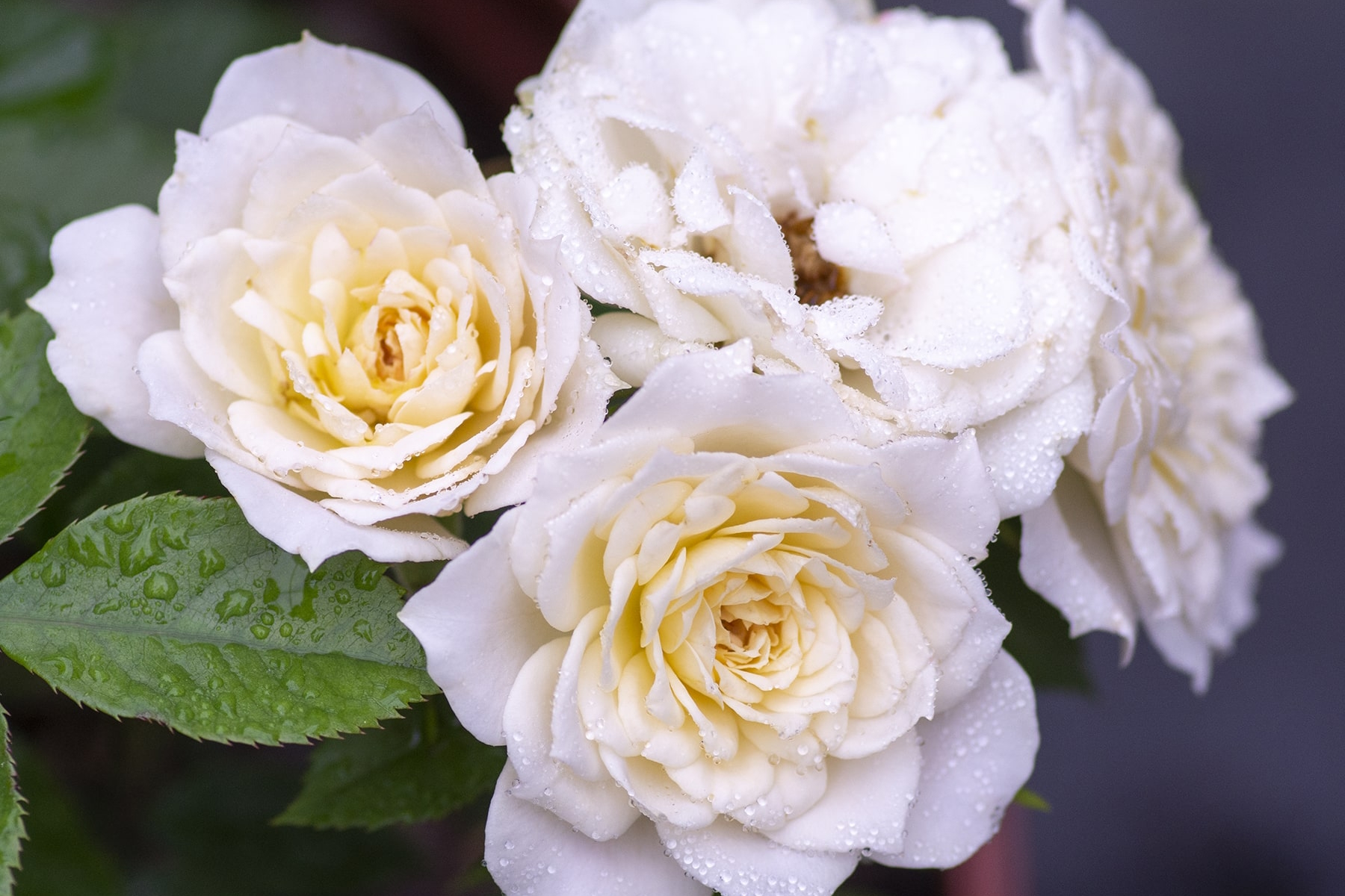 Miniature Rose Sunblaze&reg; Bridal Patio Pot