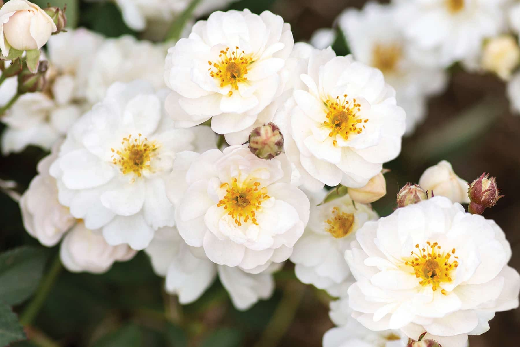 Shrub Rose Pretty Polly&reg; White 5 Gallon