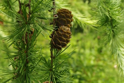 Japanese Larch 5 Gallon
