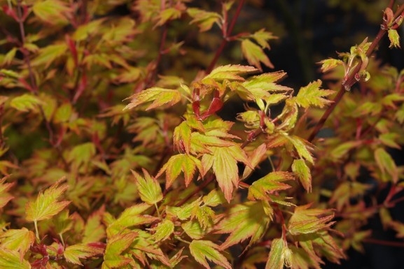 Japanese Maple 'Orange Dream' 7 Gallon