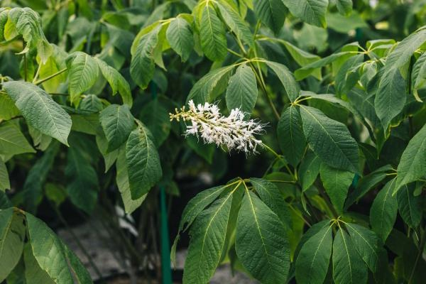 Bottlebrush Buckeye 7 Gallon