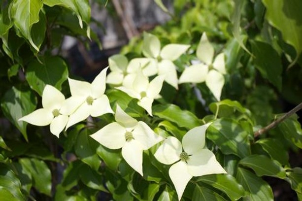 Kousa Dogwood 'Greensleeves' 10 Gallon