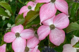 Kousa Dogwood Scarlet Fire&reg; 7 Gallon