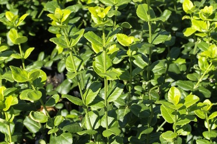 Euonymus 'Green Lane' 3 Gallon