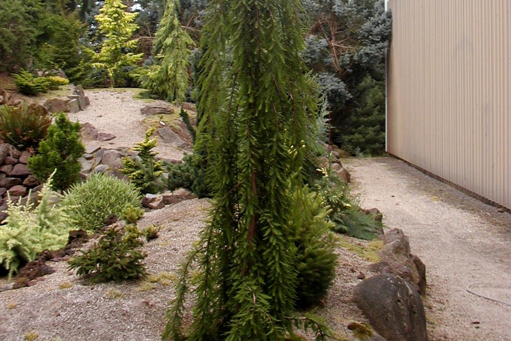 Weeping Bald Cypress 'Falling Waters' 5 Gallon