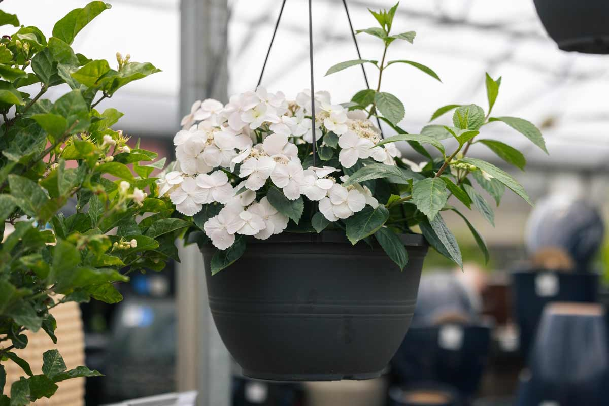 Cascade Hydrangea Fairytrail Bride&reg; 12" Hanging Basket