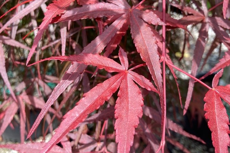Japanese Maple 'Hubb's Red Willow' 3 Gallon