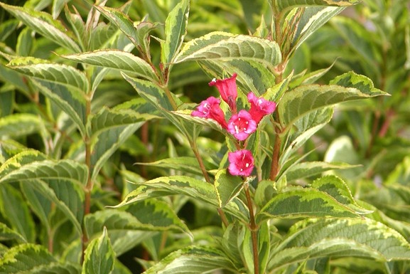 Weigela French Lace&trade; 3 Gallon