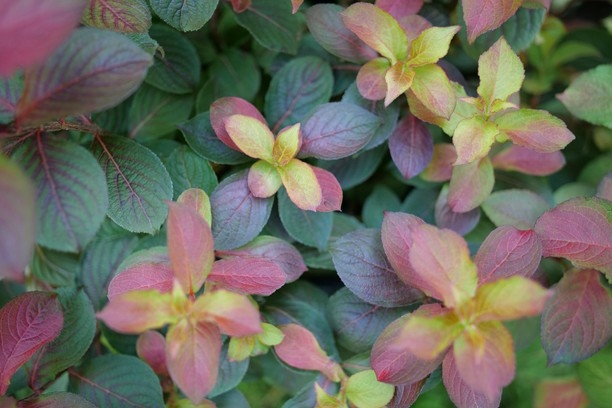 Weigela Midnight Sun&trade; 3 Gallon