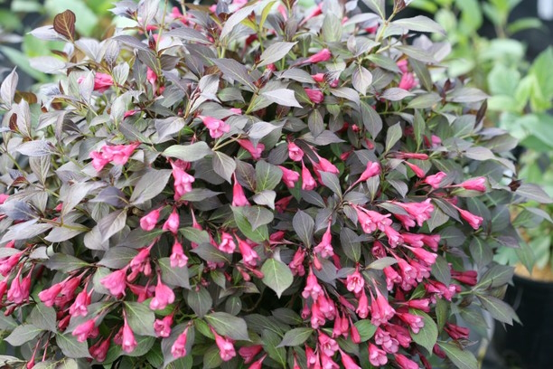 Weigela Midnight Wine Shine&reg; 3 Gallon