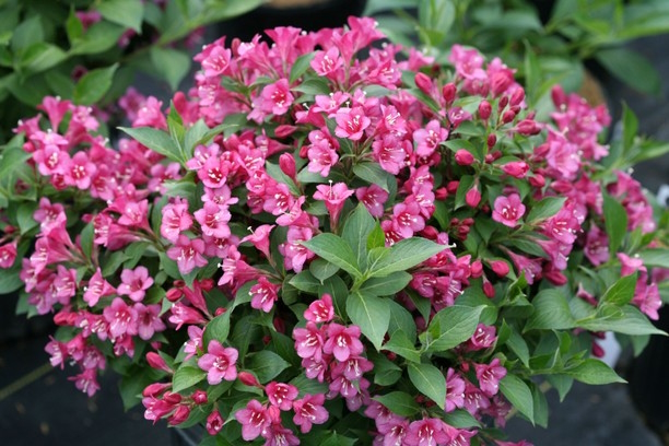 Weigela Snippet&reg; Dark Pink 3 Gallon