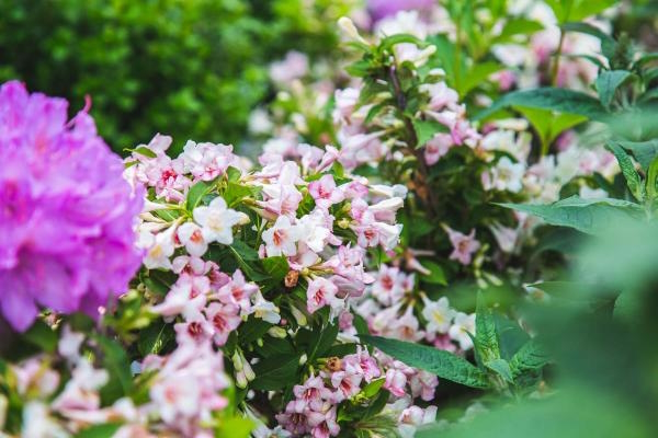 Weigela Sonic Bloom&reg; Pearl 7 Gallon