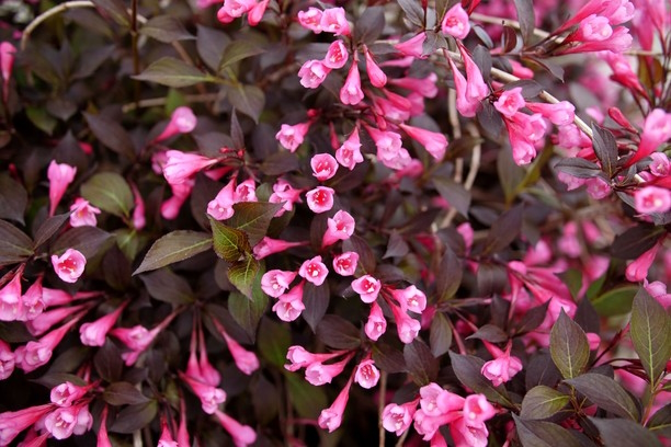 Weigela Very Fine Wine&reg; 3 Gallon