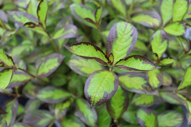 Weigela Vinho Verde&trade; 3 Gallon