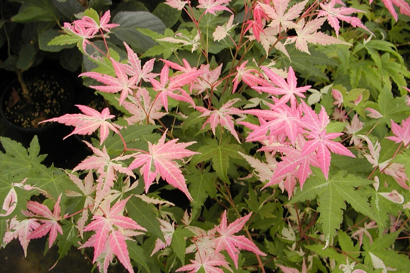 Japanese Maple 'Oridono Nishiki' Clump 7 Gallon