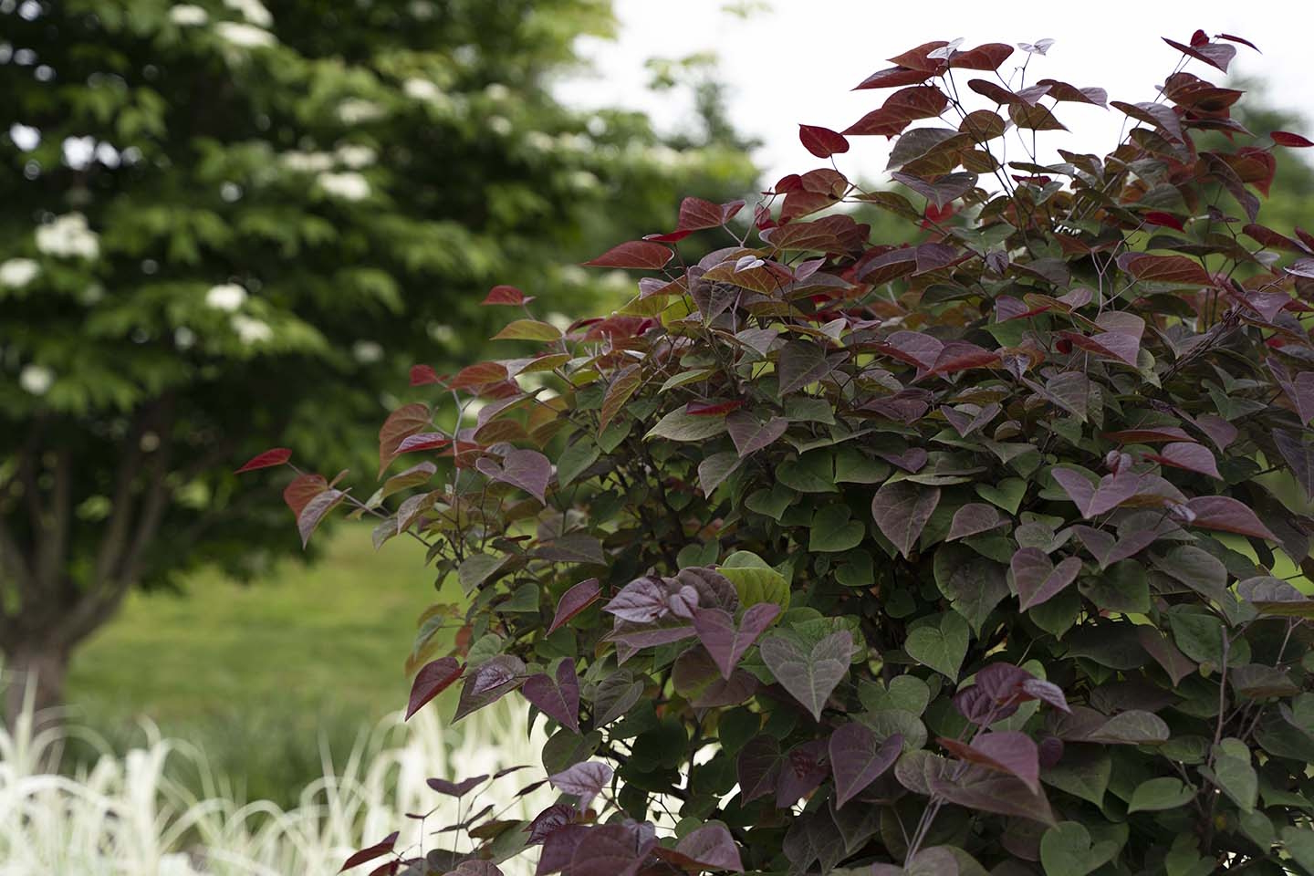 Redbud Tree Garden Gems&reg; Amethyst 10 Gallon