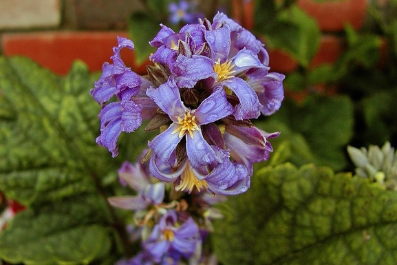 Hyacinth-flower Clematis 2 Gallon