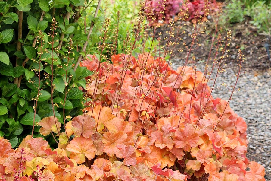 Coral Bells Northern Exposure&trade; Amber 2 Gallon