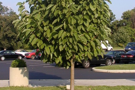 Cucumber Tree Magnolia 10 Gallon