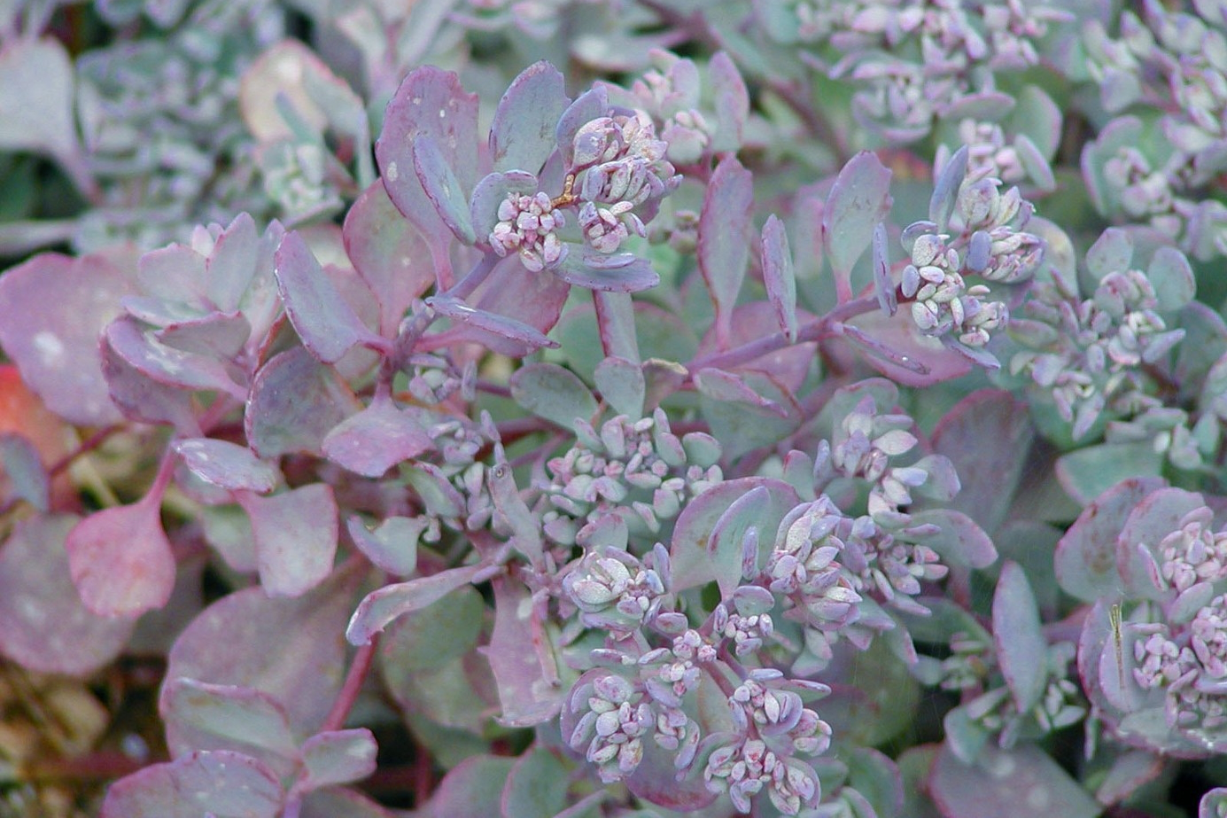 Pink Stonecrop 'Lidakense' Market Basket