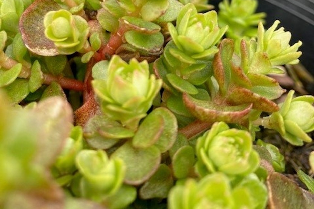Wild Stonecrop 1 Gallon