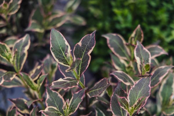 Weigela My Monet Purple Effect&reg; 7 Gallon
