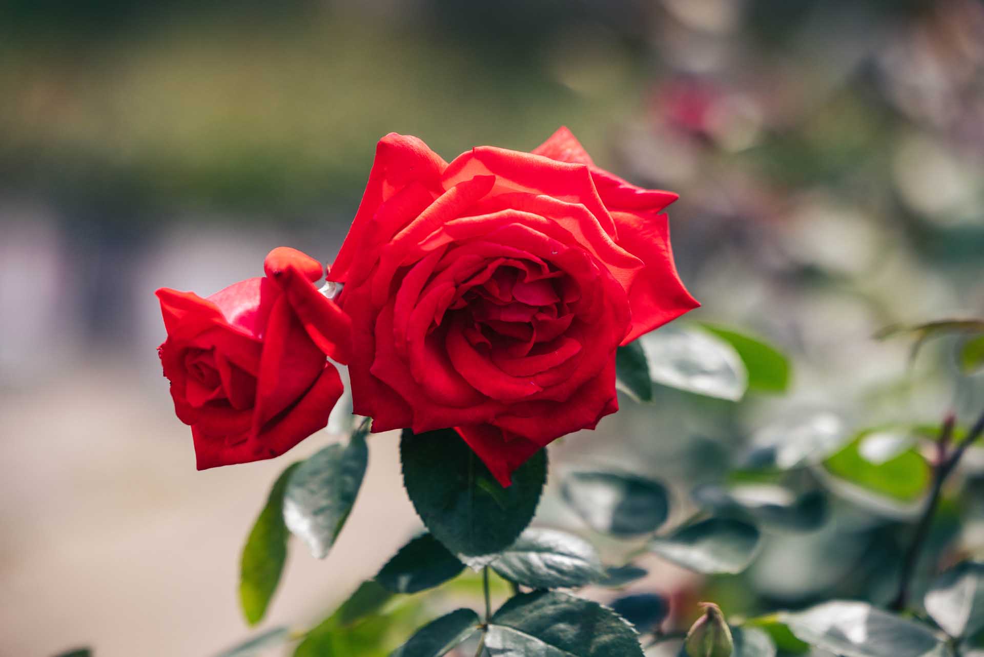 Hybrid Tea Rose 'Dolly Parton' 5 Gallon
