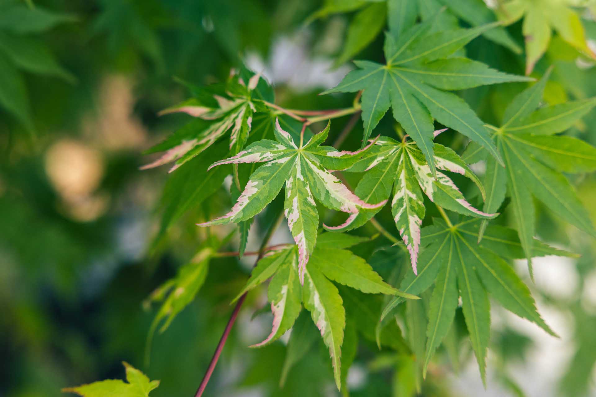 Japanese Maple 'Oridono Nishiki' 10 Gallon
