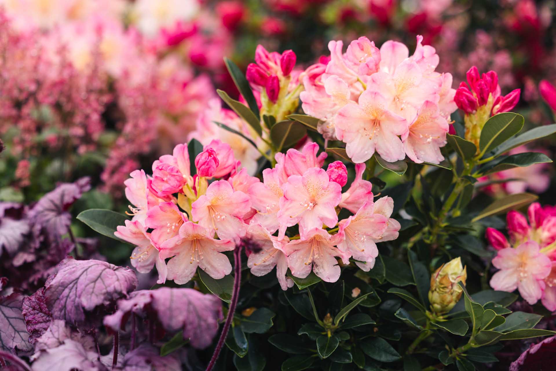 Rhododendron 'Percy Wiseman' 3 Gallon