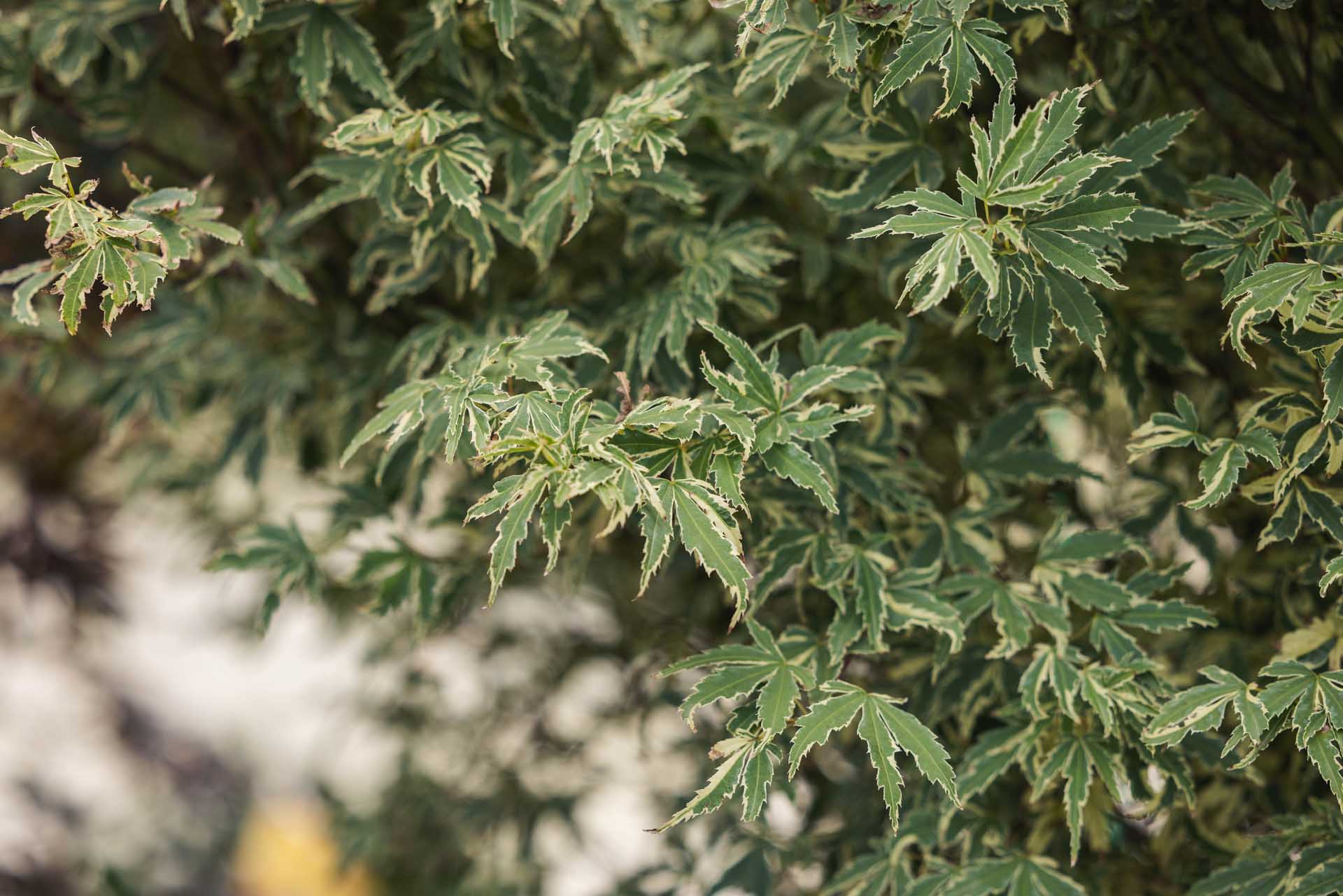 Japanese Maple 'Butterfly' 3 Gallon