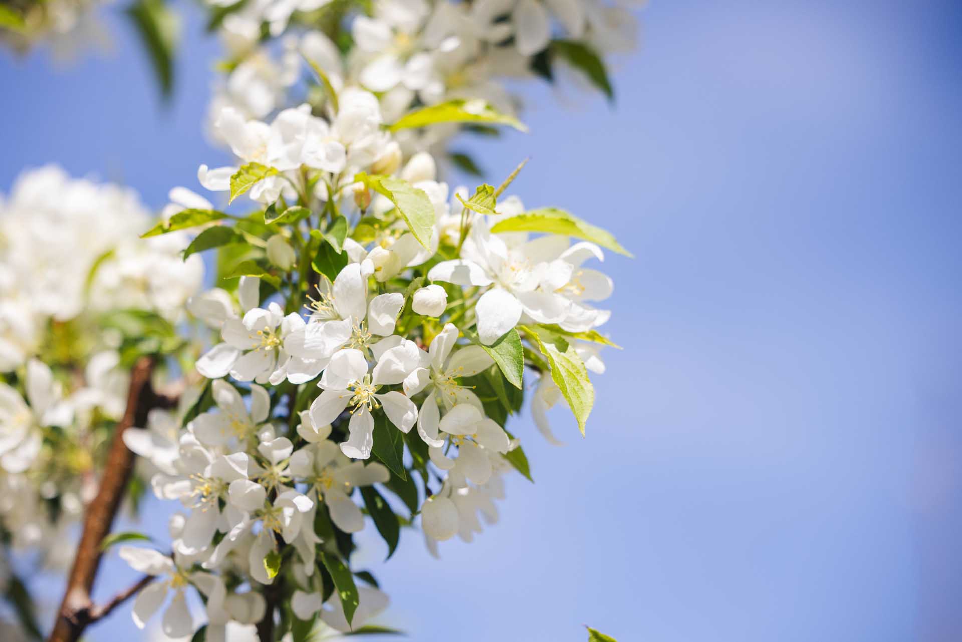 Crabapple 'Spring Snow' 10 Gallon