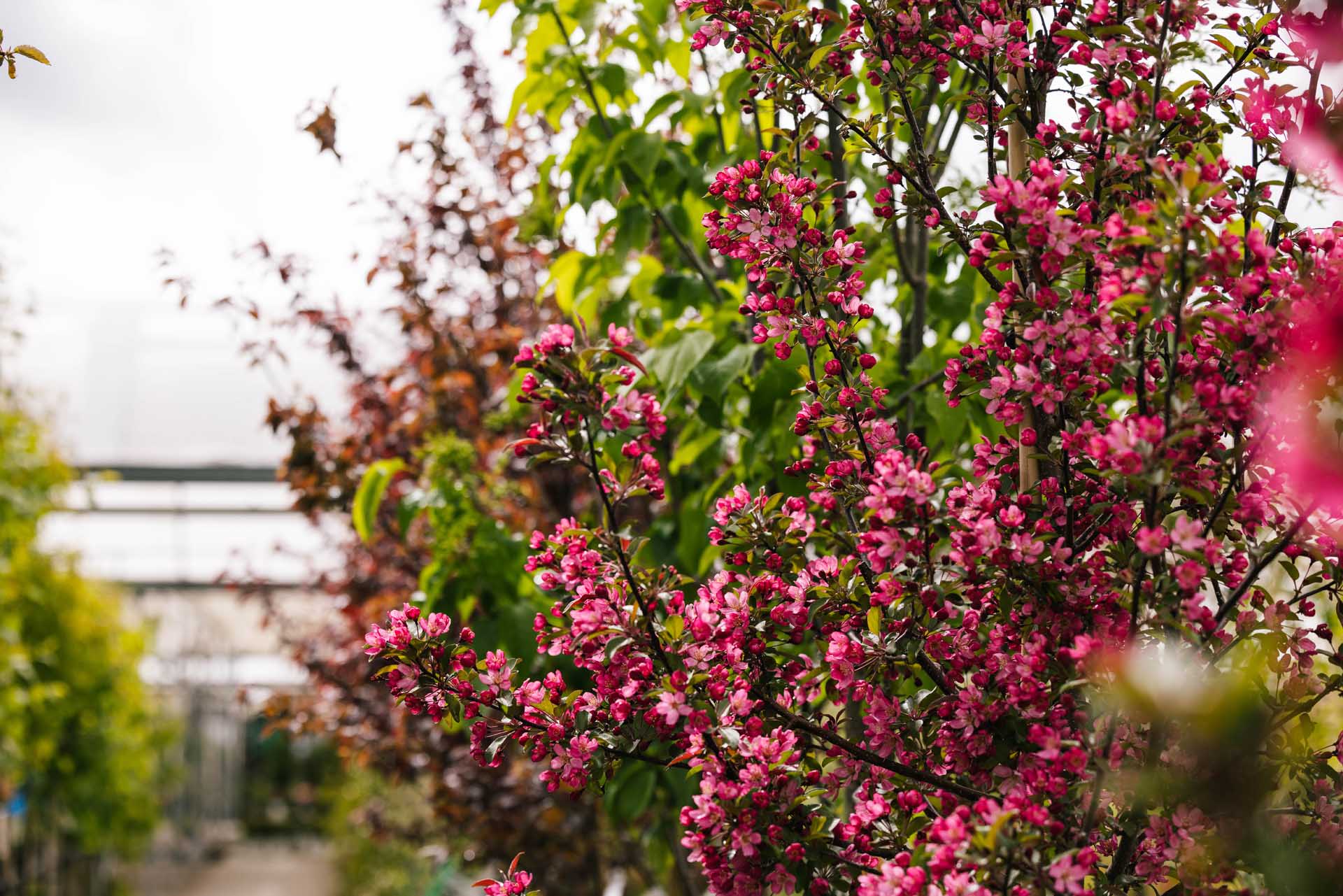 Crabapple 'Prairifire' 10 Gallon
