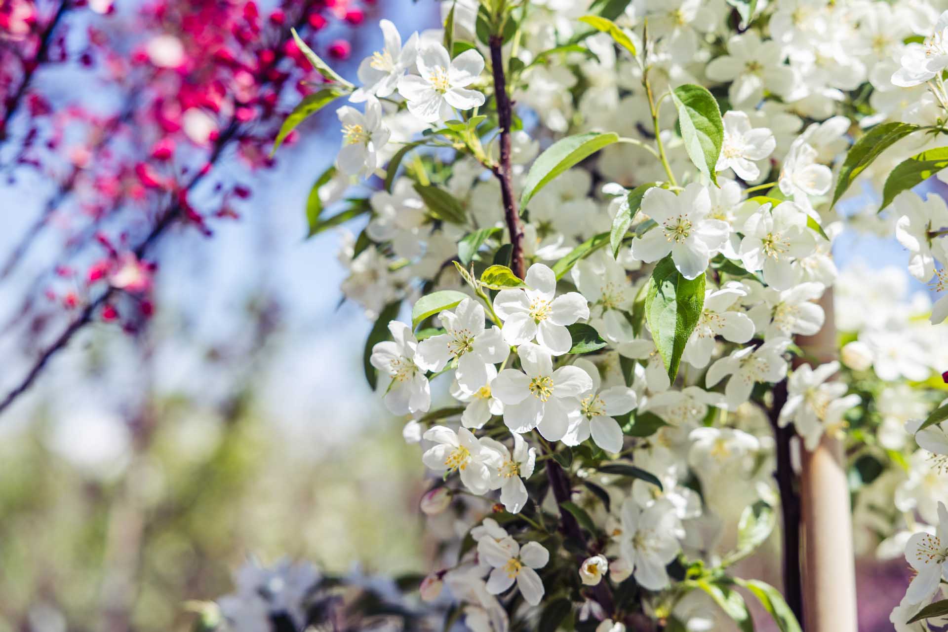 Crabapple 'Snowdrift' 10 Gallon