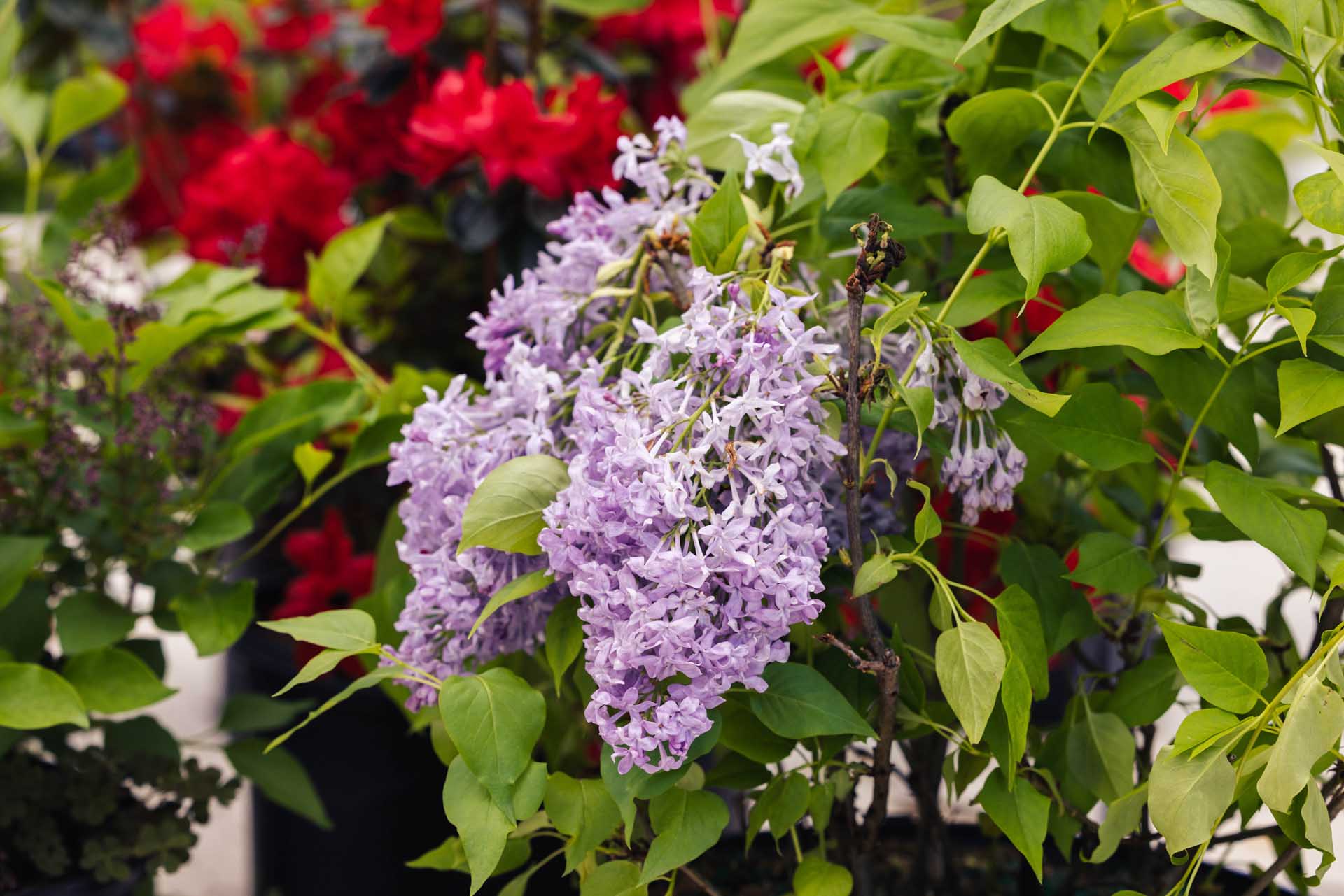 Lilac 'Charles Joly' 7 Gallon
