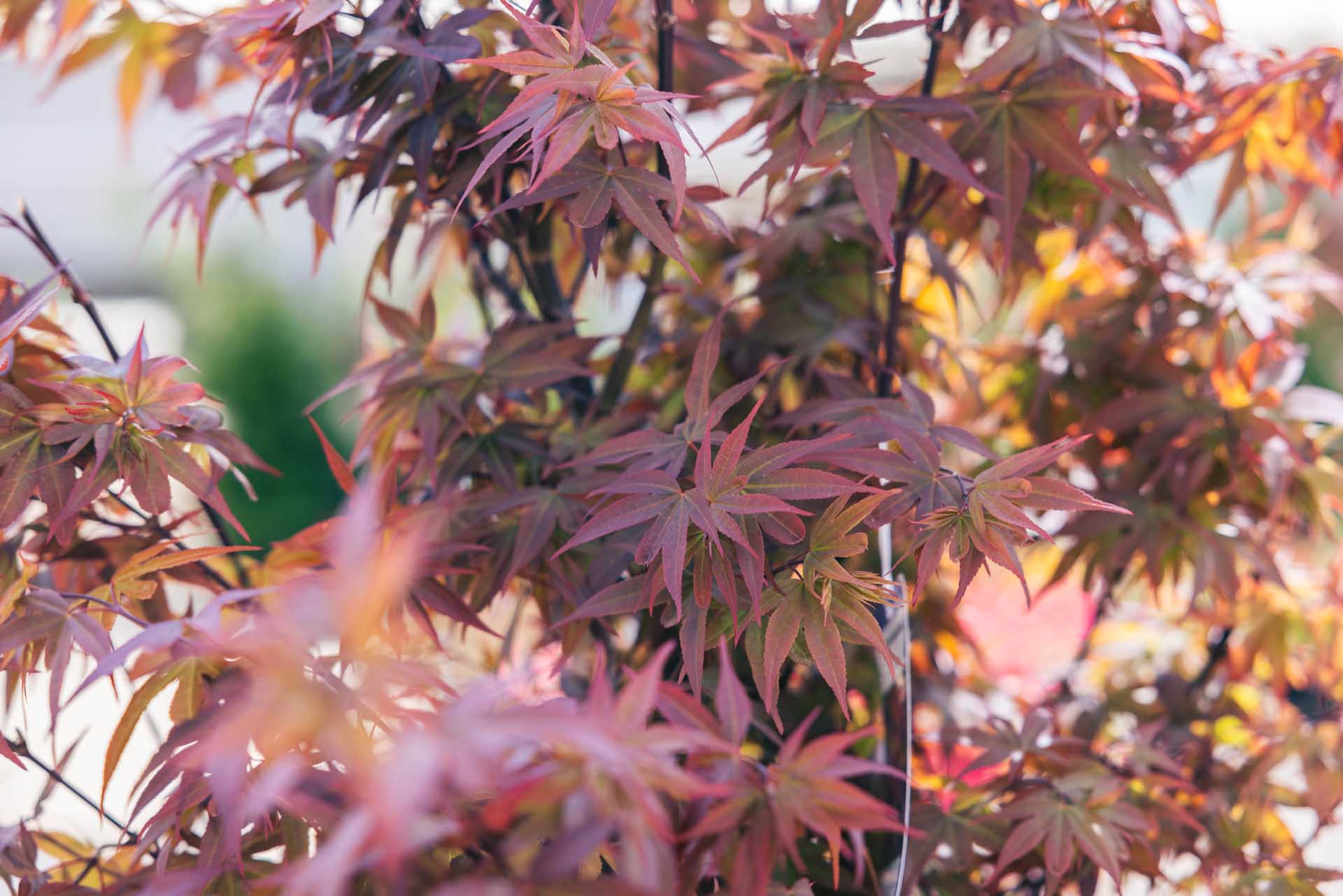Japanese Maple 'Skeeter's Broom' 10 Gallon