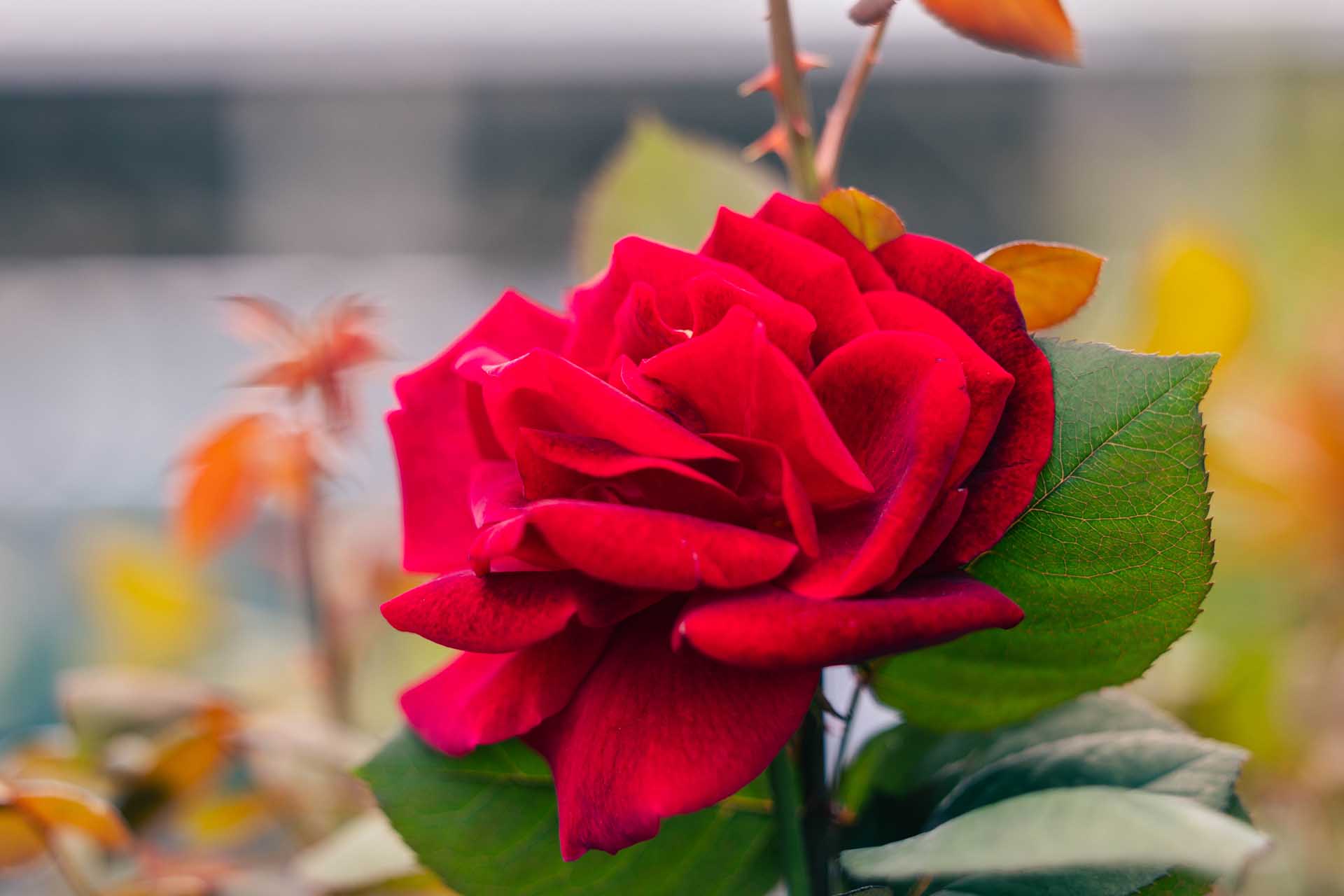 Hybrid Tea Rose 'Mister Lincoln' 5 Gallon