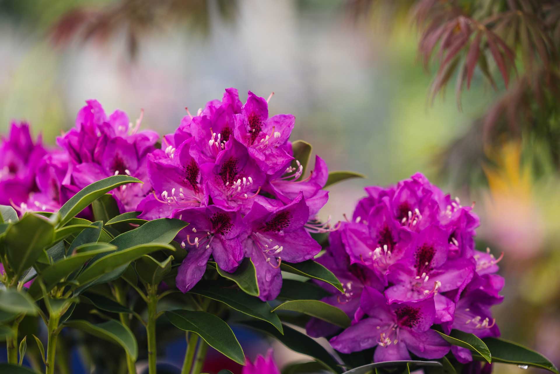 Rhododendron 'Anah Kruschke' 5 Gallon