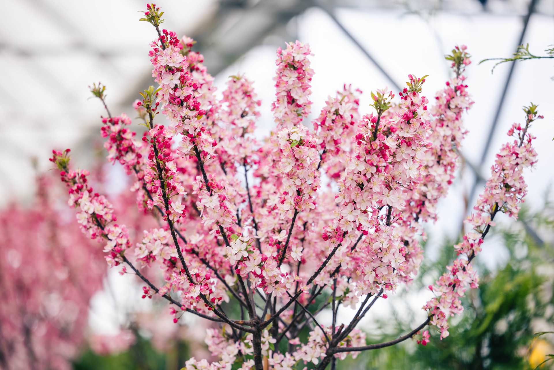 Crabapple 'Coralburst' 10 Gallon