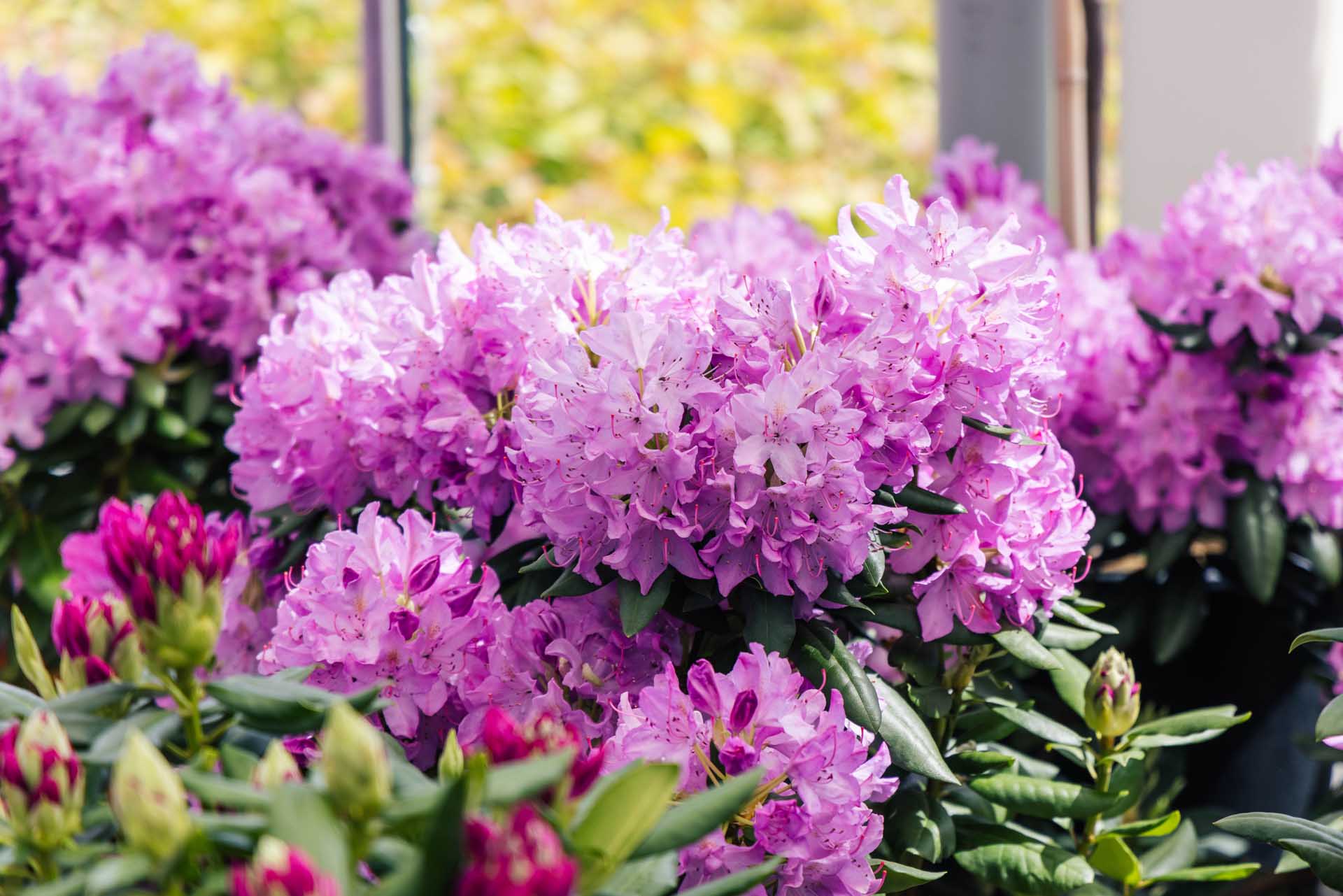 Rhododendron 'English Roseum' 7 Gallon