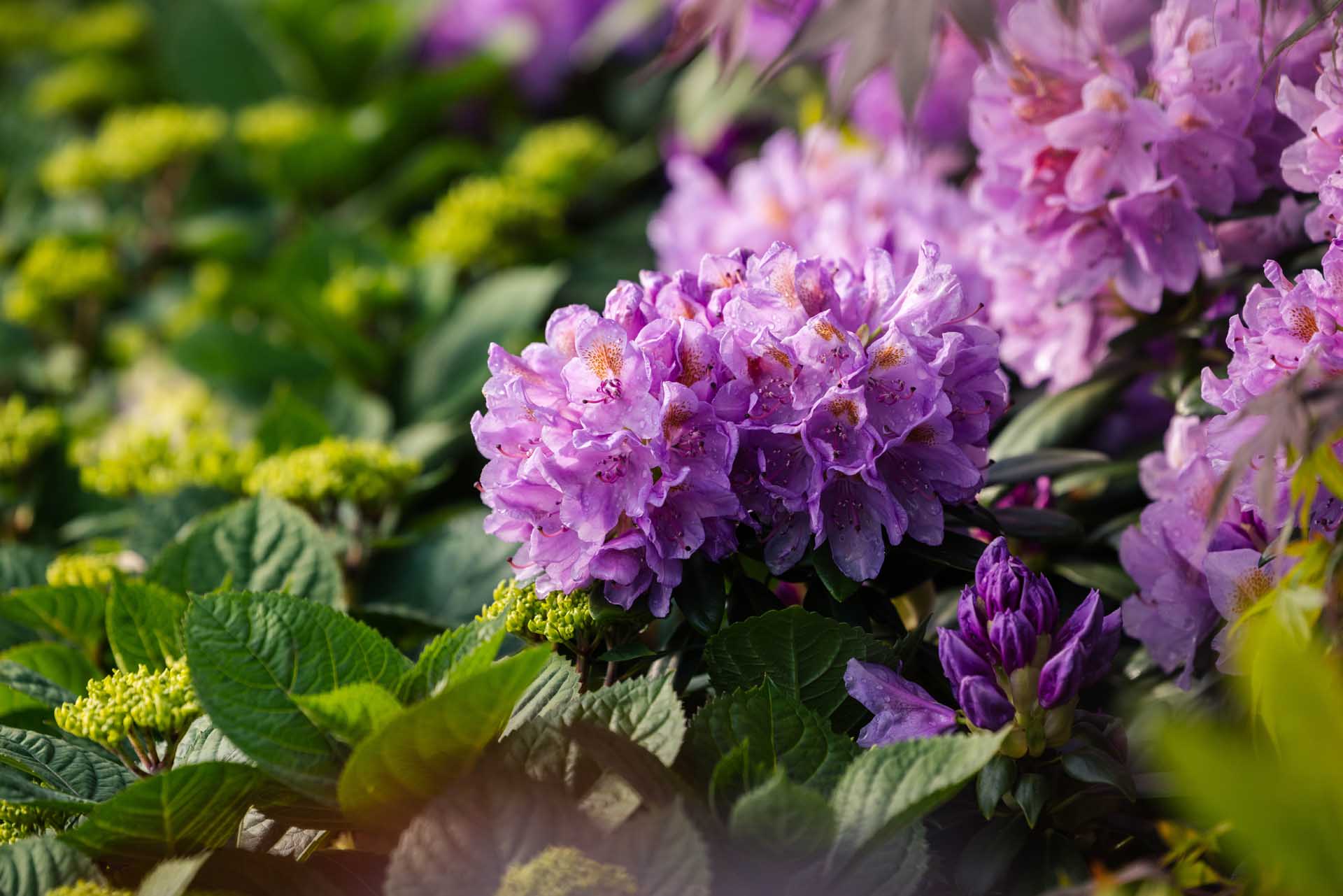 Catawba Rhododendron 'Grandiflorum' 7 Gallon