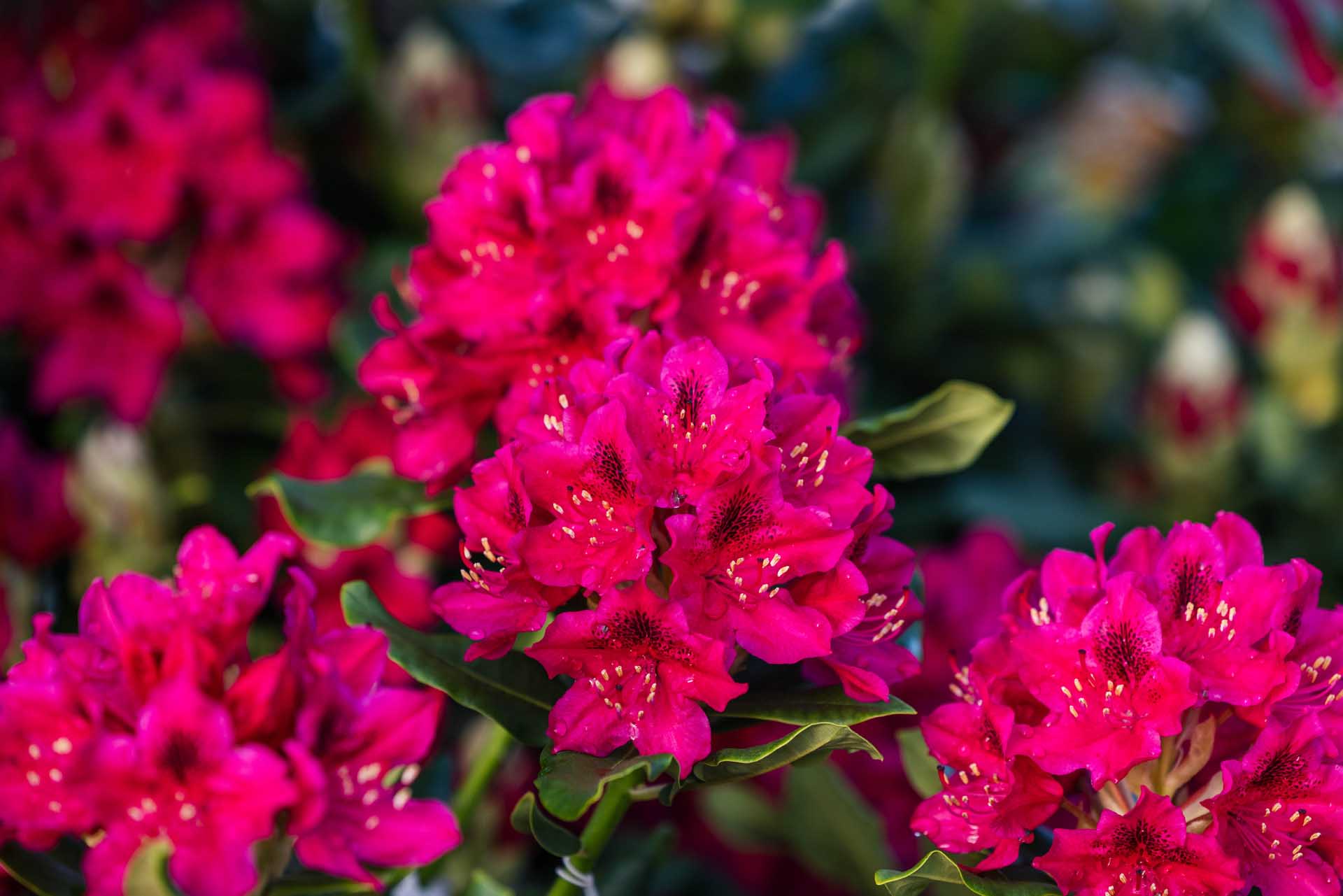 Rhododendron 'Nova Zembla' 5 Gallon