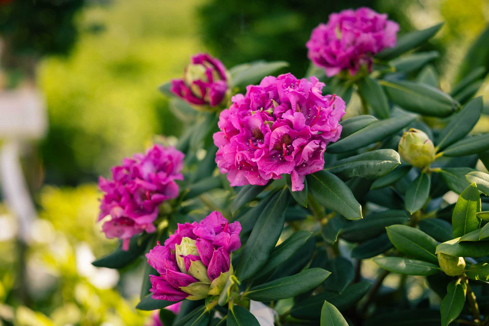 Rhododendron 'Roseum Elegans' 3 Gallon