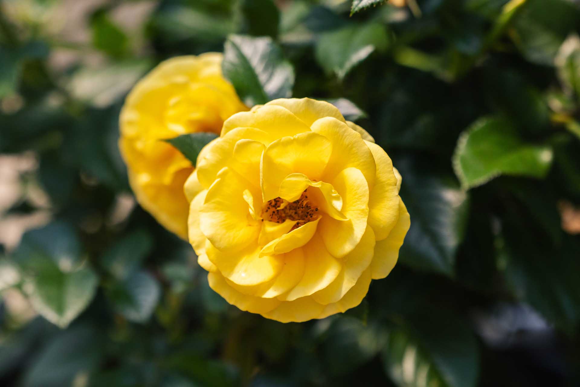 Floribunda Rose Veranda&reg; Sunbeam&trade; 5 Gallon