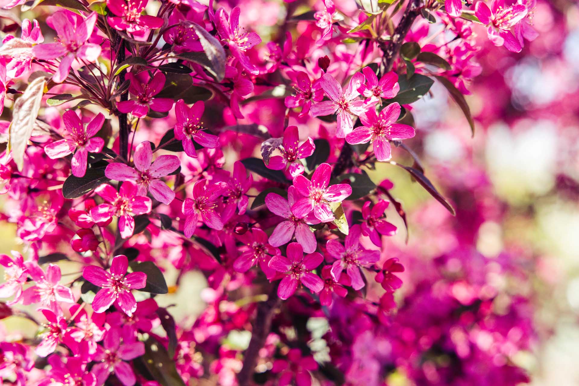 Crabapple 'Purple Prince' 10 Gallon