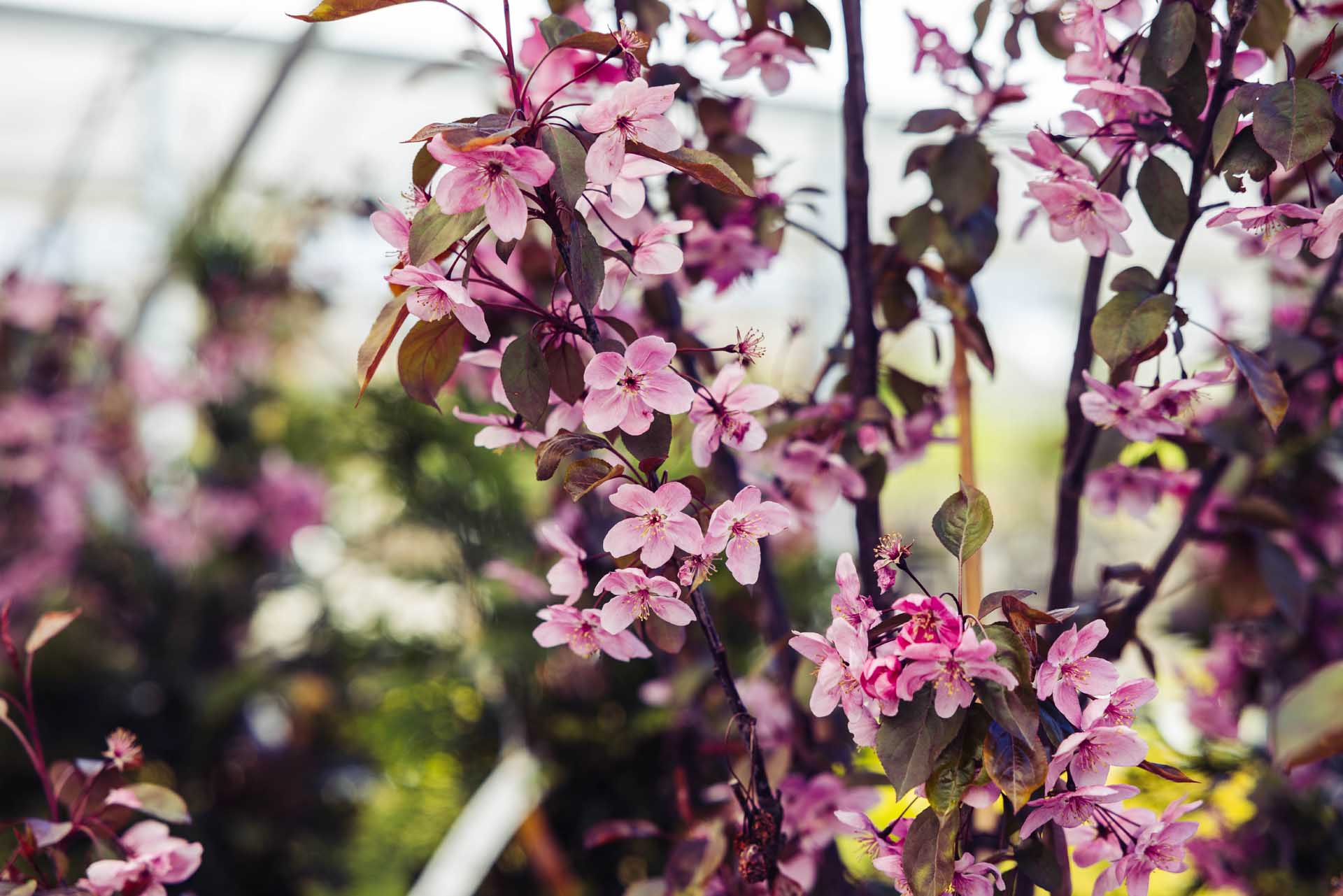 Crabapple 'Perfect Purple' 10 Gallon