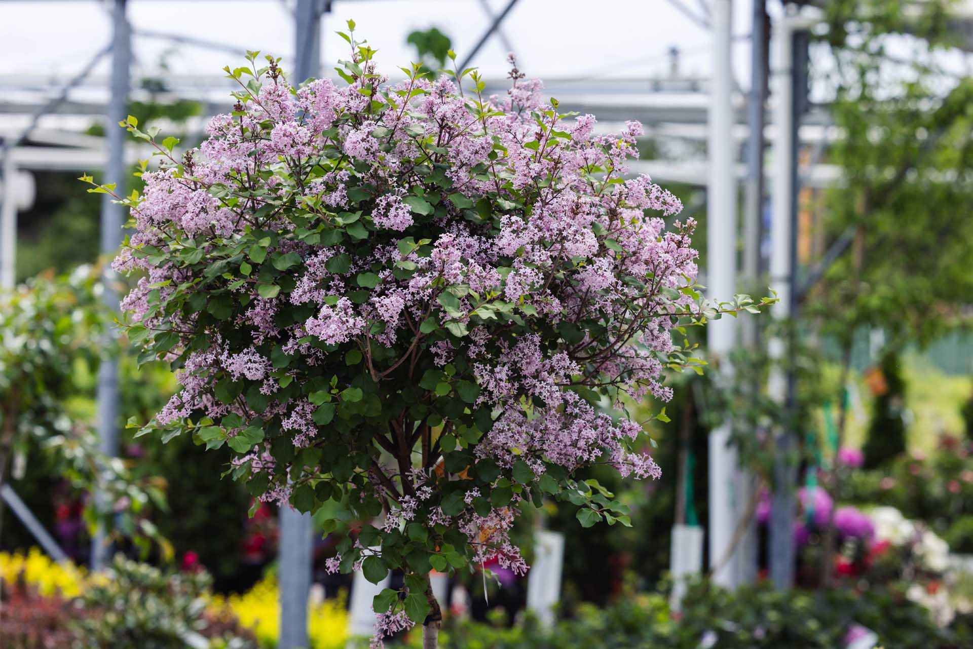 Lilac 'Miss Kim' Tree 10 gallon